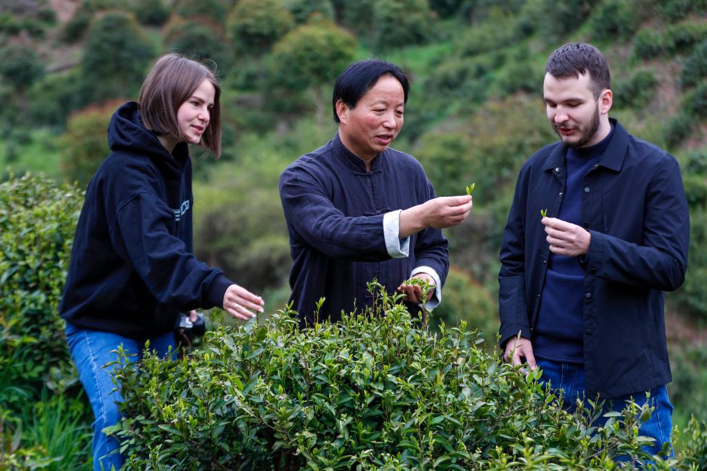 故事｜祁门红茶香飘世界凯时ag旗舰厅登录中国(图3)